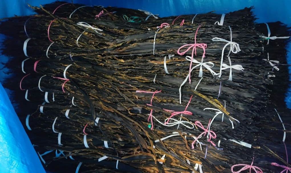 訳あり天然利尻昆布 ×６