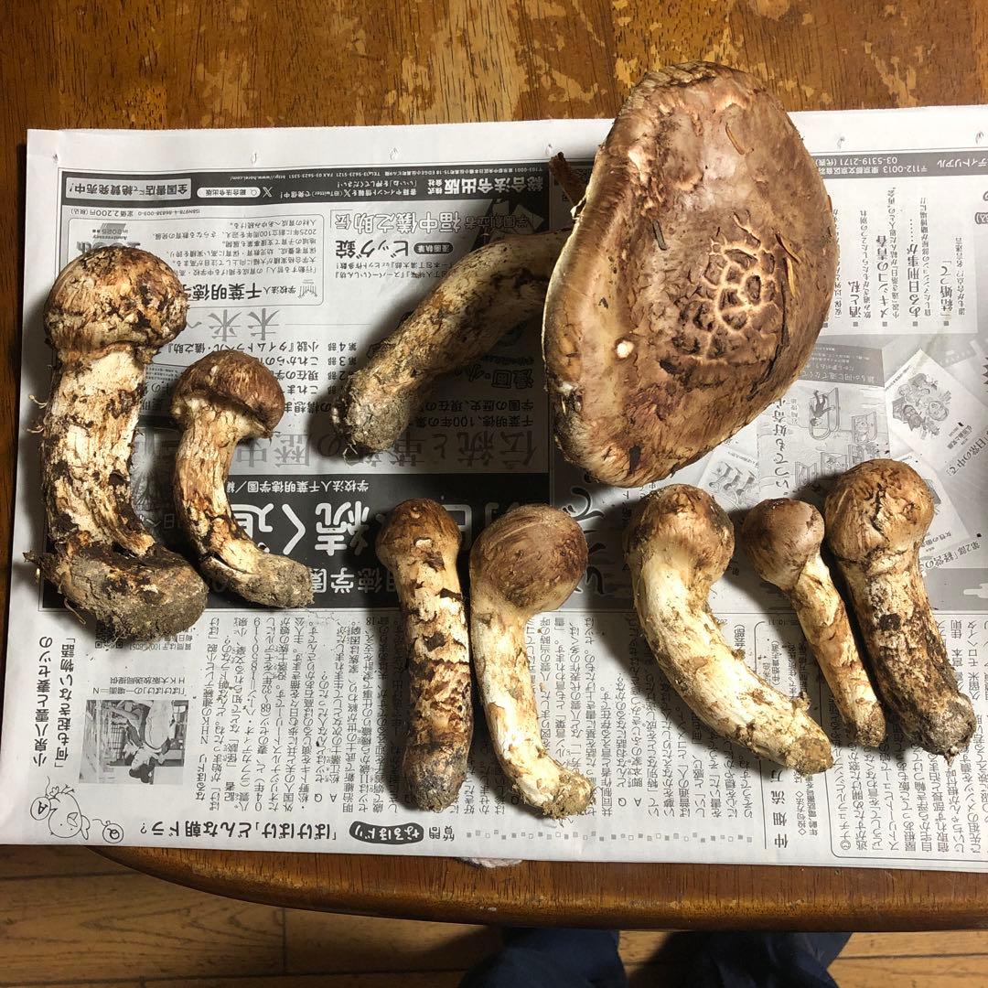 信州産　松茸　470g