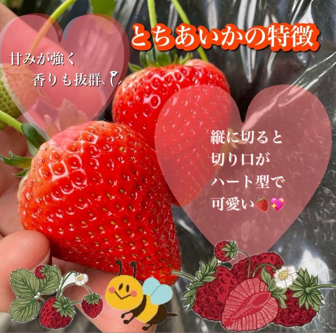 A級品 とちあいか いちご 720g ケーキ　農家直送　クリスマス　朝摘み