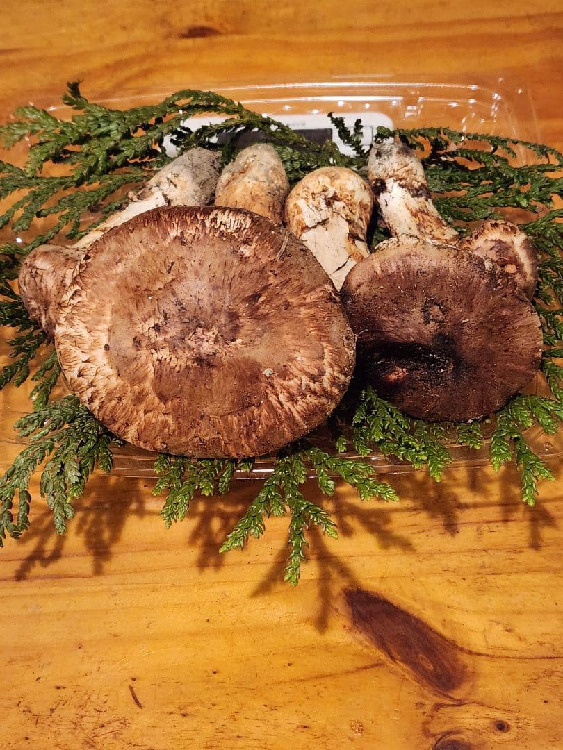 北海道産松茸　282g