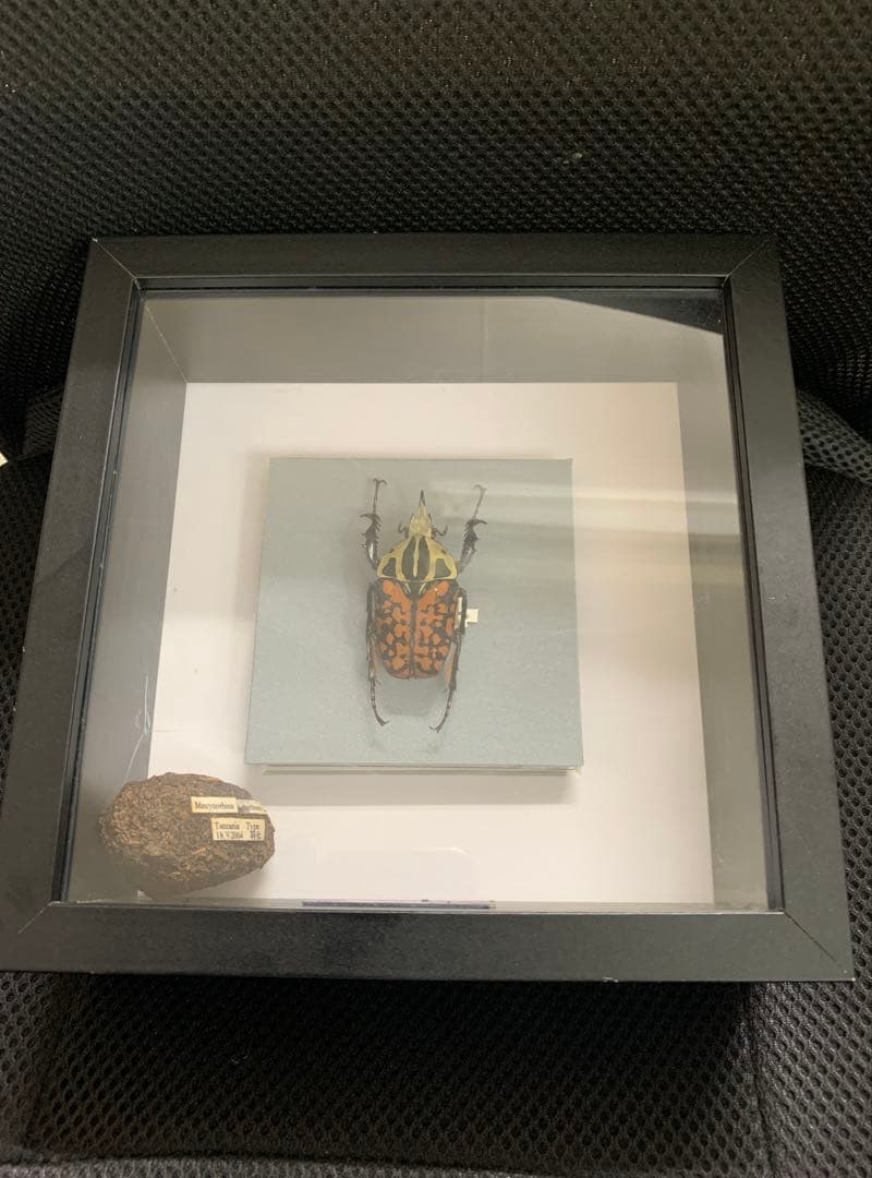 オーベルチュールオオツノカナブン