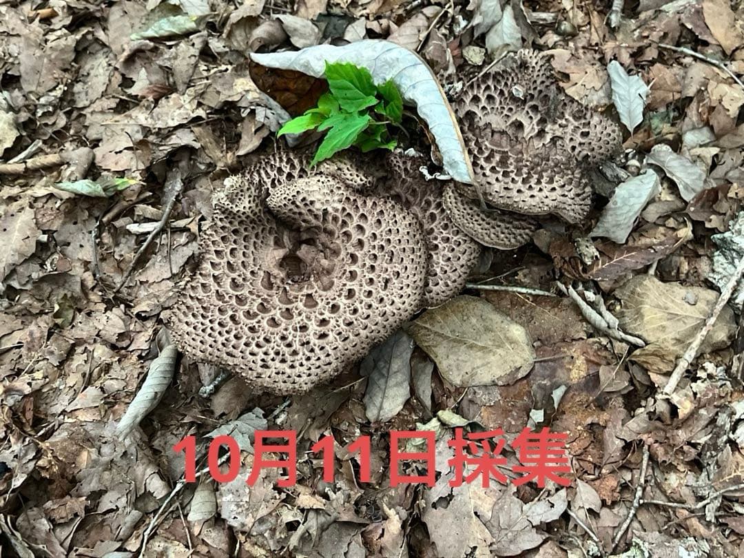 香茸　乾燥　200g以上 A等級 ②