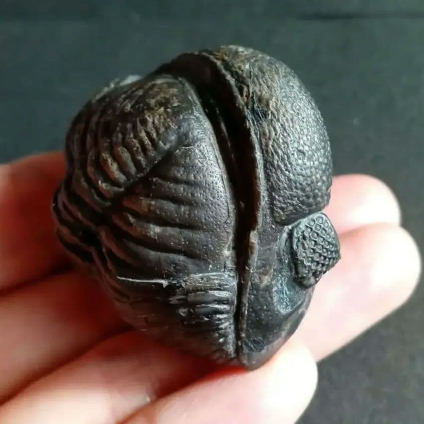 化石　骨格　標本　三葉虫　ファコプス　大型種