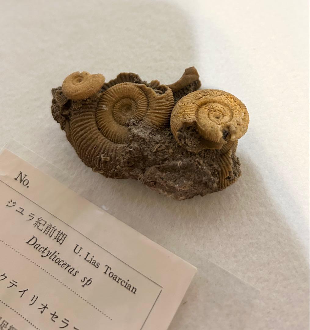 ジュラ紀前期 アンモナイト ダクティリオセラス 化石 標本 ドイツ産