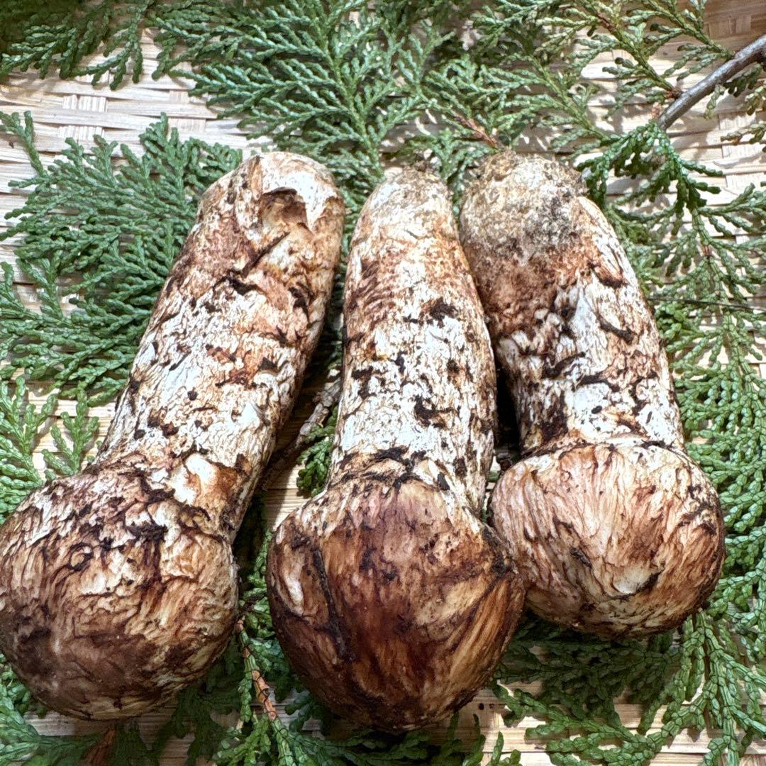 長野県南信州産‼️松茸 大小　3本セット 167g 10/28朝採れ