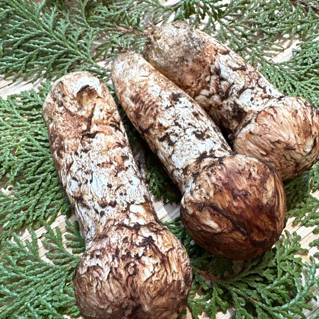 長野県南信州産‼️松茸 大小　3本セット 167g 10/28朝採れ