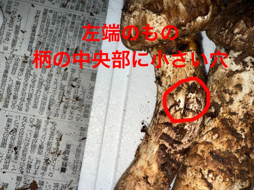 【10月16日午前10時まで】広島県産松茸　236グラム