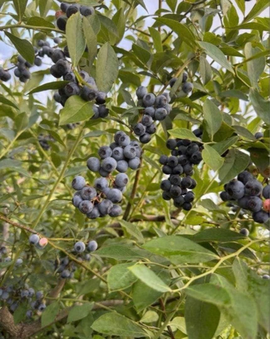 ハニー農園　冷凍ブルーベリー　3kg