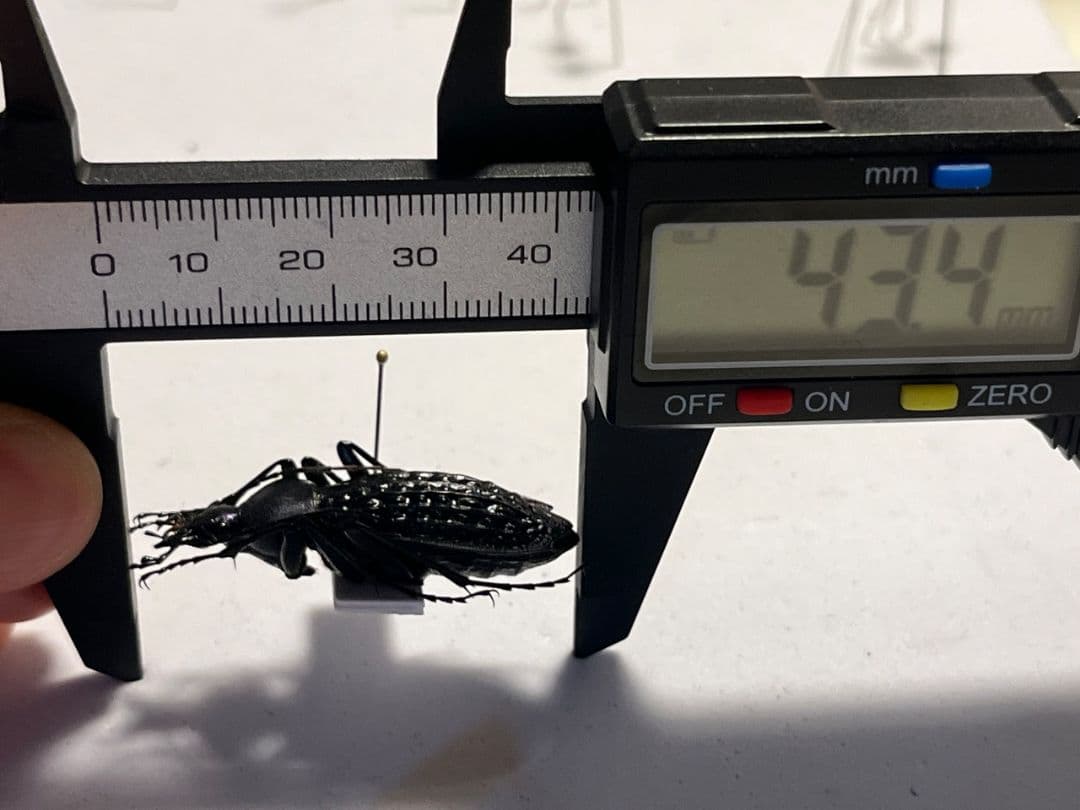 【43mm】アロウトゲオサムシ エリスカブリモドキ標本　オサムシ