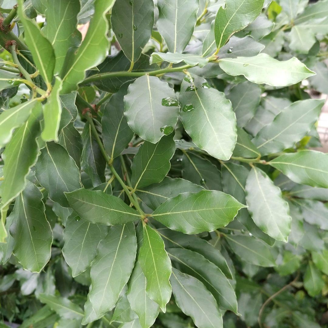 ローリエ　月桂樹　問い合わせ専用