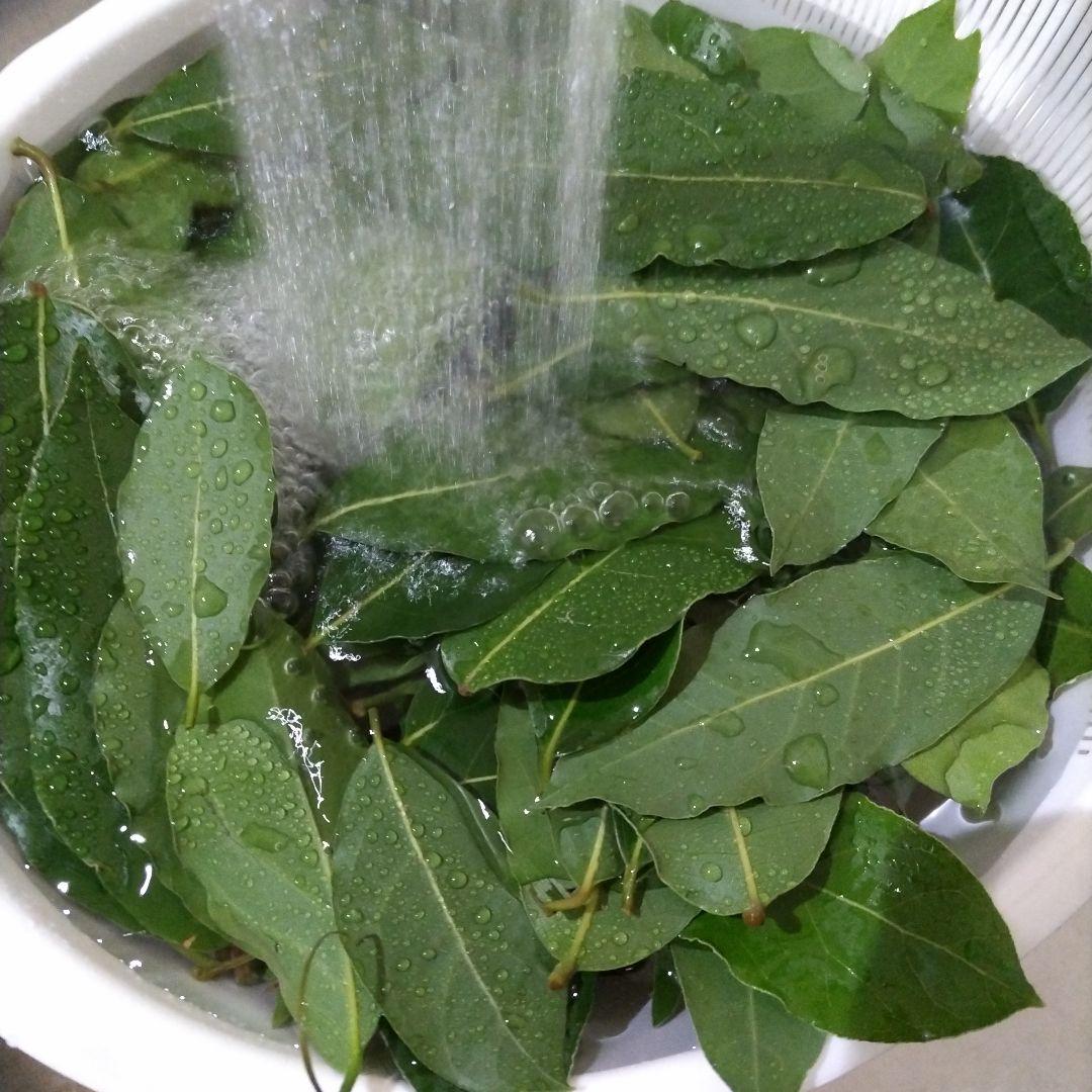 ローリエ　月桂樹　問い合わせ専用