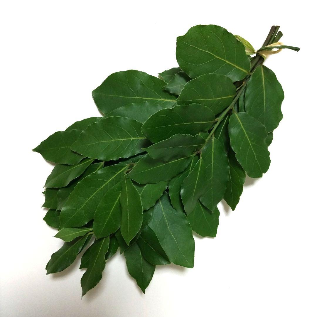 ローリエ　月桂樹　問い合わせ専用