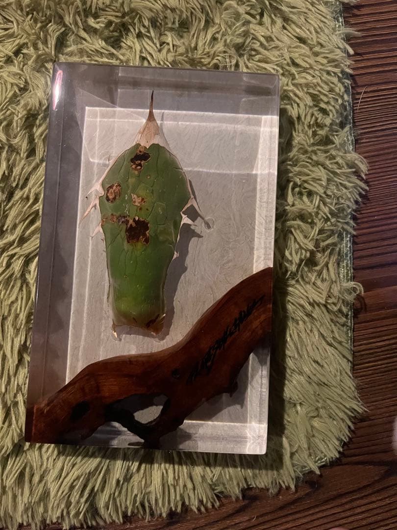 アガベ×屋久杉　レジン作品