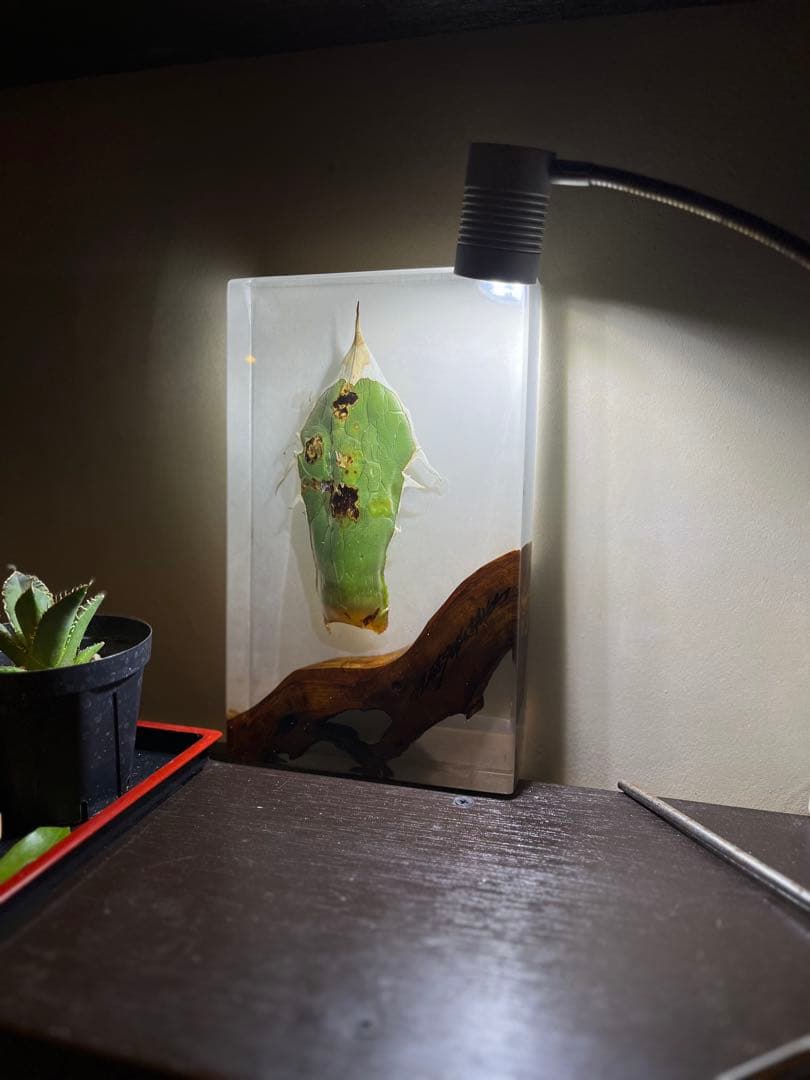 アガベ×屋久杉　レジン作品