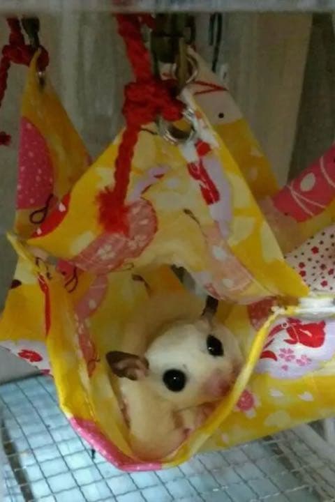 モモンガハウス(パンダスイカ柄)  夏仕様  涼しい夏生地を使用❗️1600円