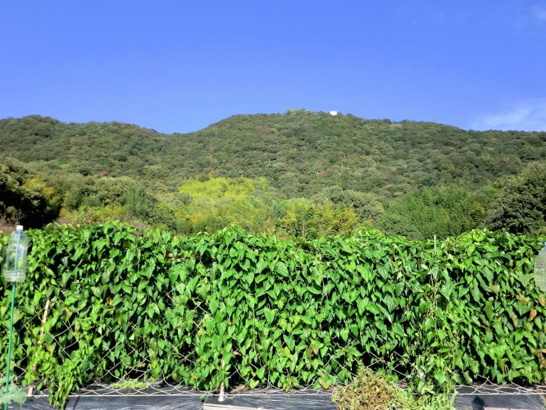 紫山芋(土付き)8kg