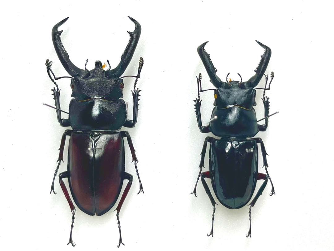 ペロッティシカクワガタ　ザウテルシカクワガタ　標本