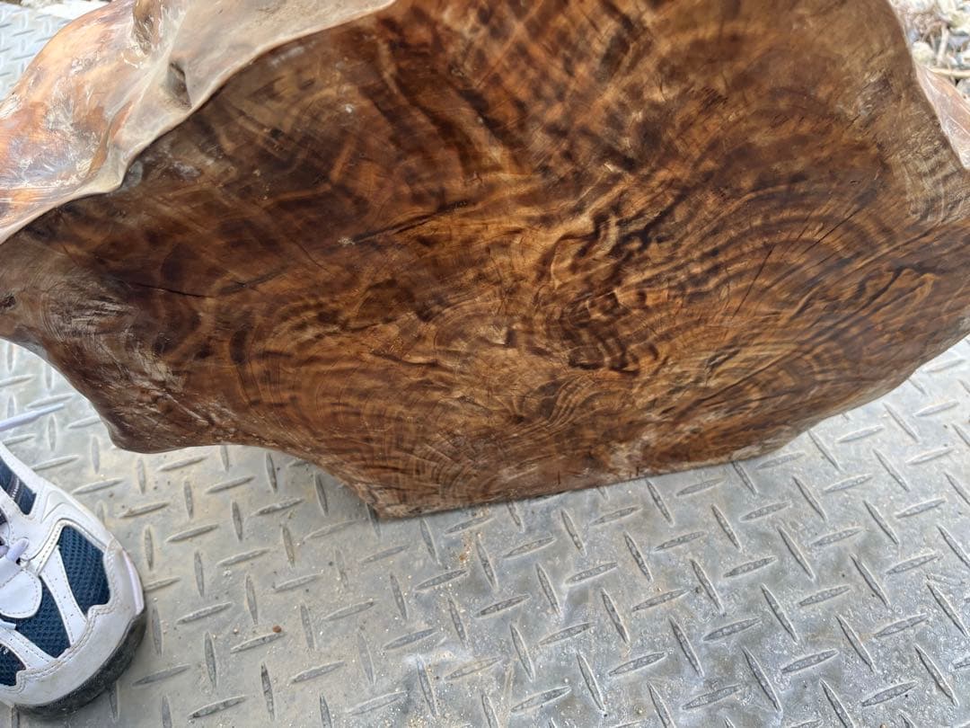 瘤　木　鑑賞　レア