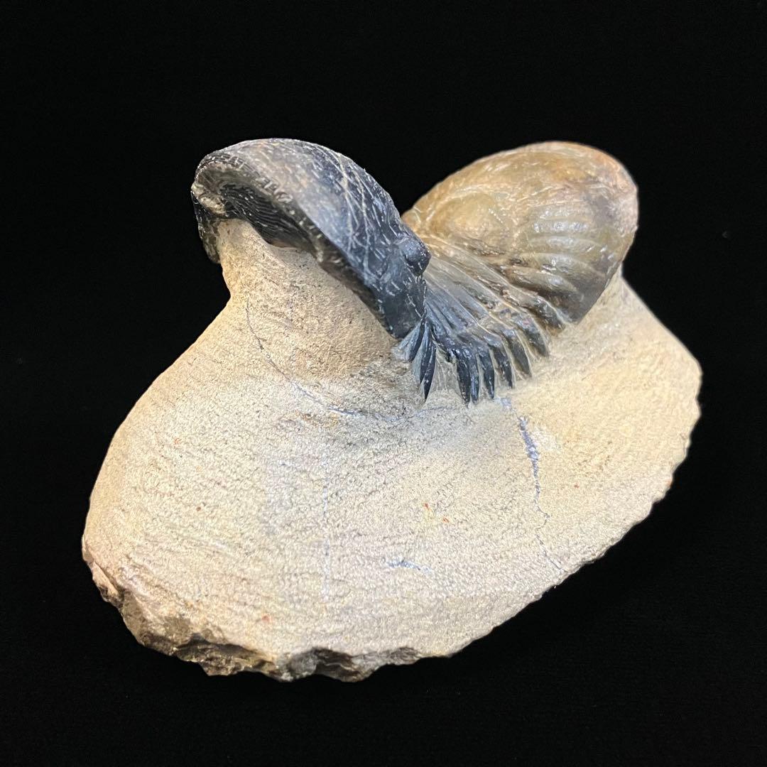 Paralejurus　三葉虫　化石　モロッコ 産