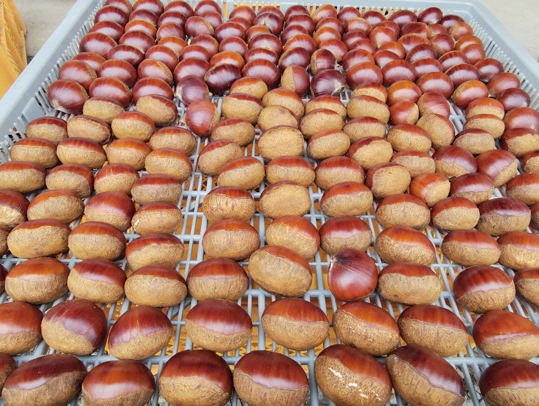 【K★K（9/19）】栗　茨城県産　朝取れ　厳選　5kg