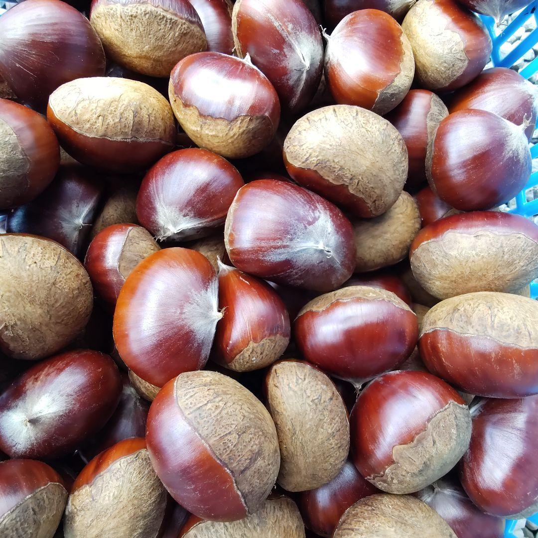 【K★K（9/19）】栗　茨城県産　朝取れ　厳選　5kg