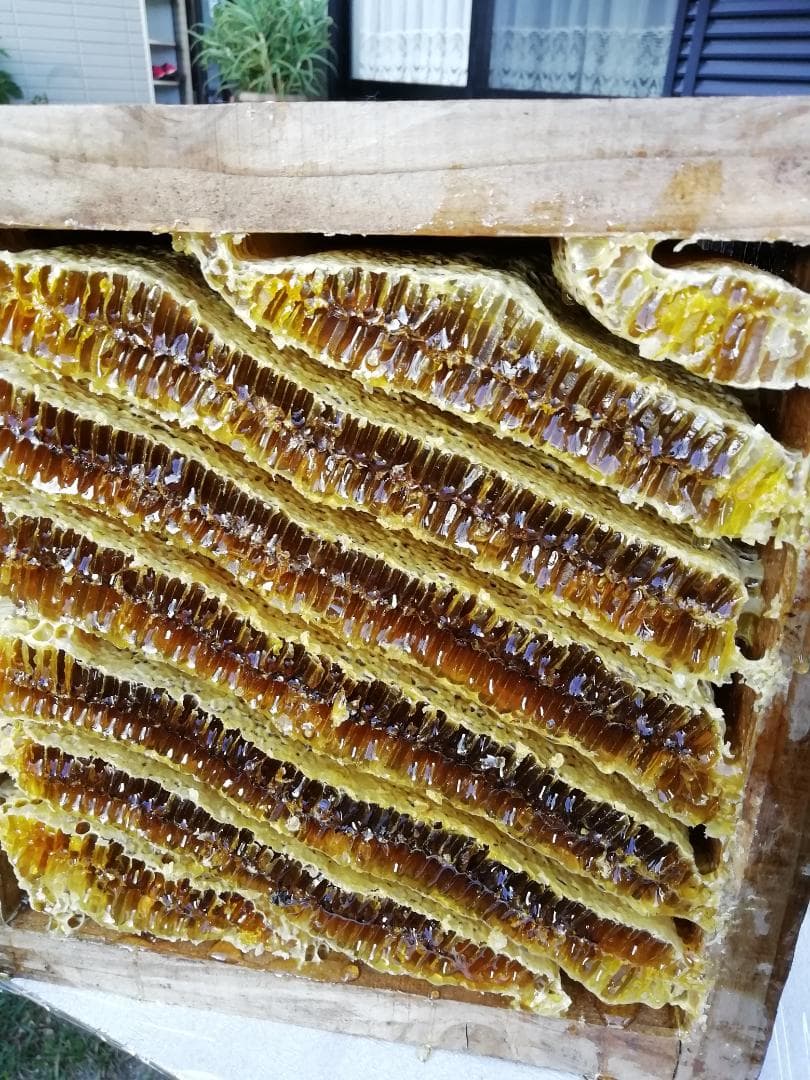 ♥️★極み稀少限定品『100％純粋春蜜の2瓶セット』《幻の天然完熟百花蜜》