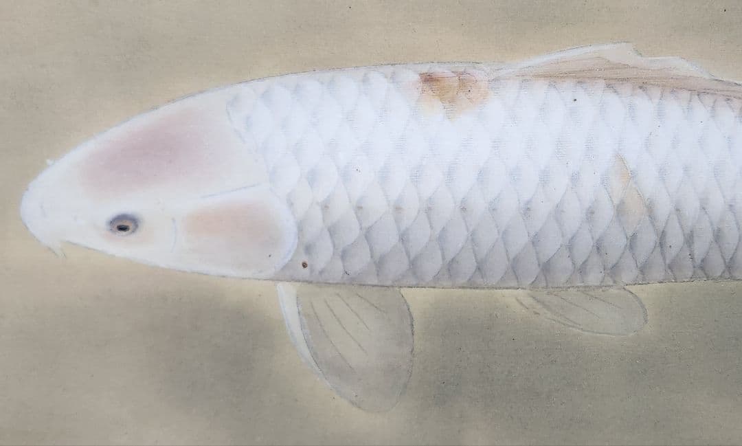 【彩鯉図】島津華山 2687 共箱二重箱仕立 掛け軸 肉筆 白コイ