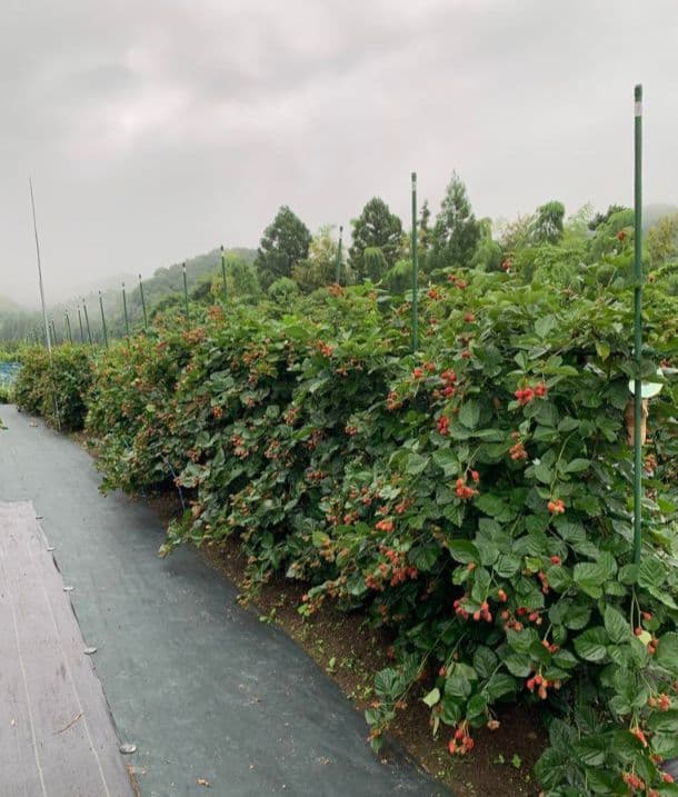 冷凍ブラックベリー5キロ