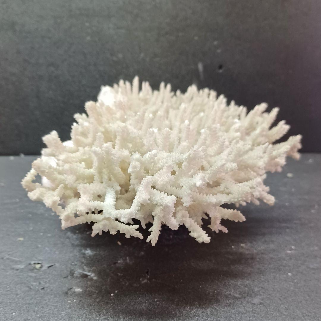 MURANO Crate&Barrel Aquatic Bowl ムラノ ボール