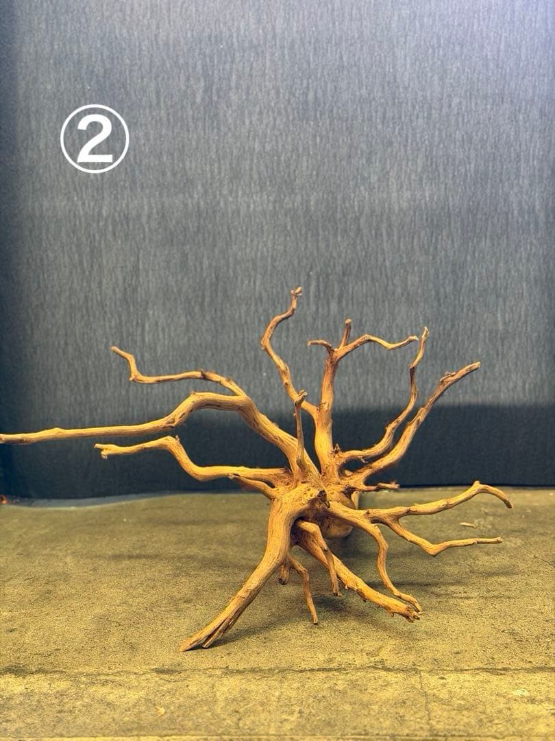 スマトラウッド・ブランチウッド 流木(大)2本組SET アクアリウム＆テラリウム