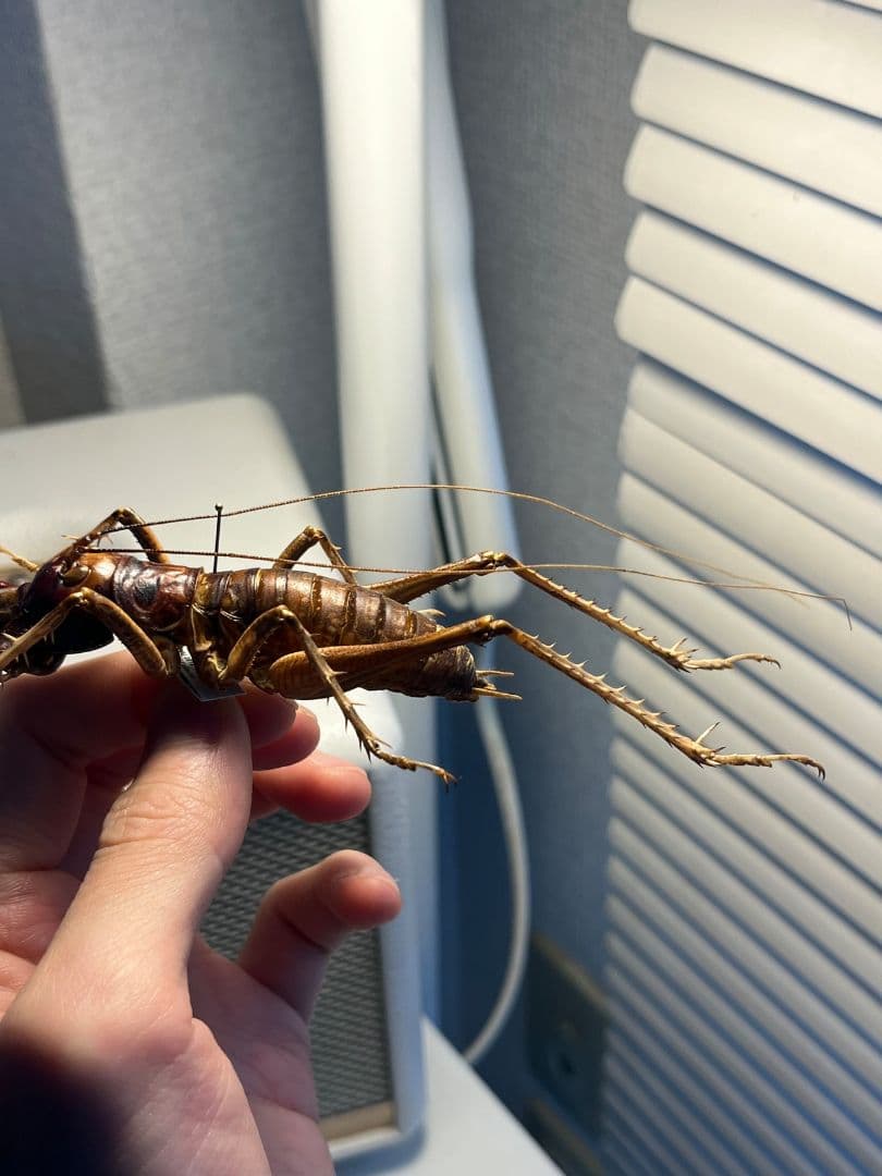 【極美展足】アゴコロギス ダイオウクロギリス オーストラリア 直翅類標本