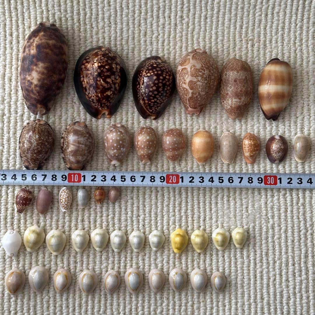 大幅値下❗️貝殻　希少　標本　収集　タカラガイ各種　野外　海辺　自由研究