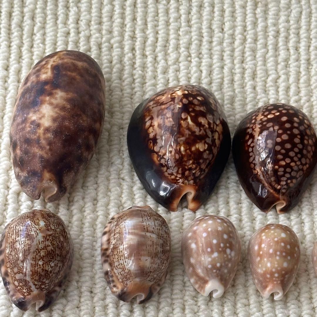 大幅値下❗️貝殻　希少　標本　収集　タカラガイ各種　野外　海辺　自由研究