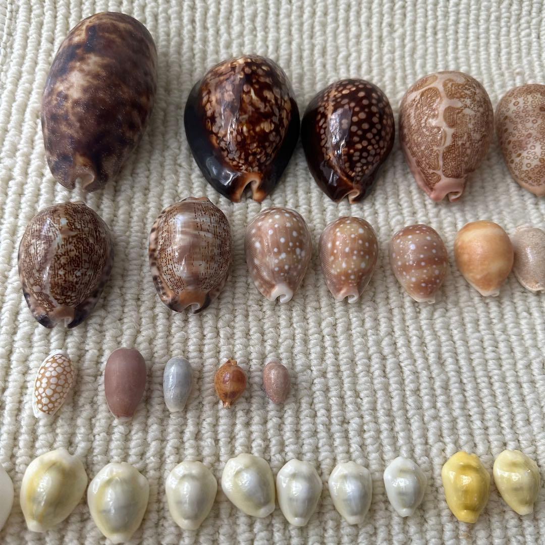 大幅値下❗️貝殻　希少　標本　収集　タカラガイ各種　野外　海辺　自由研究