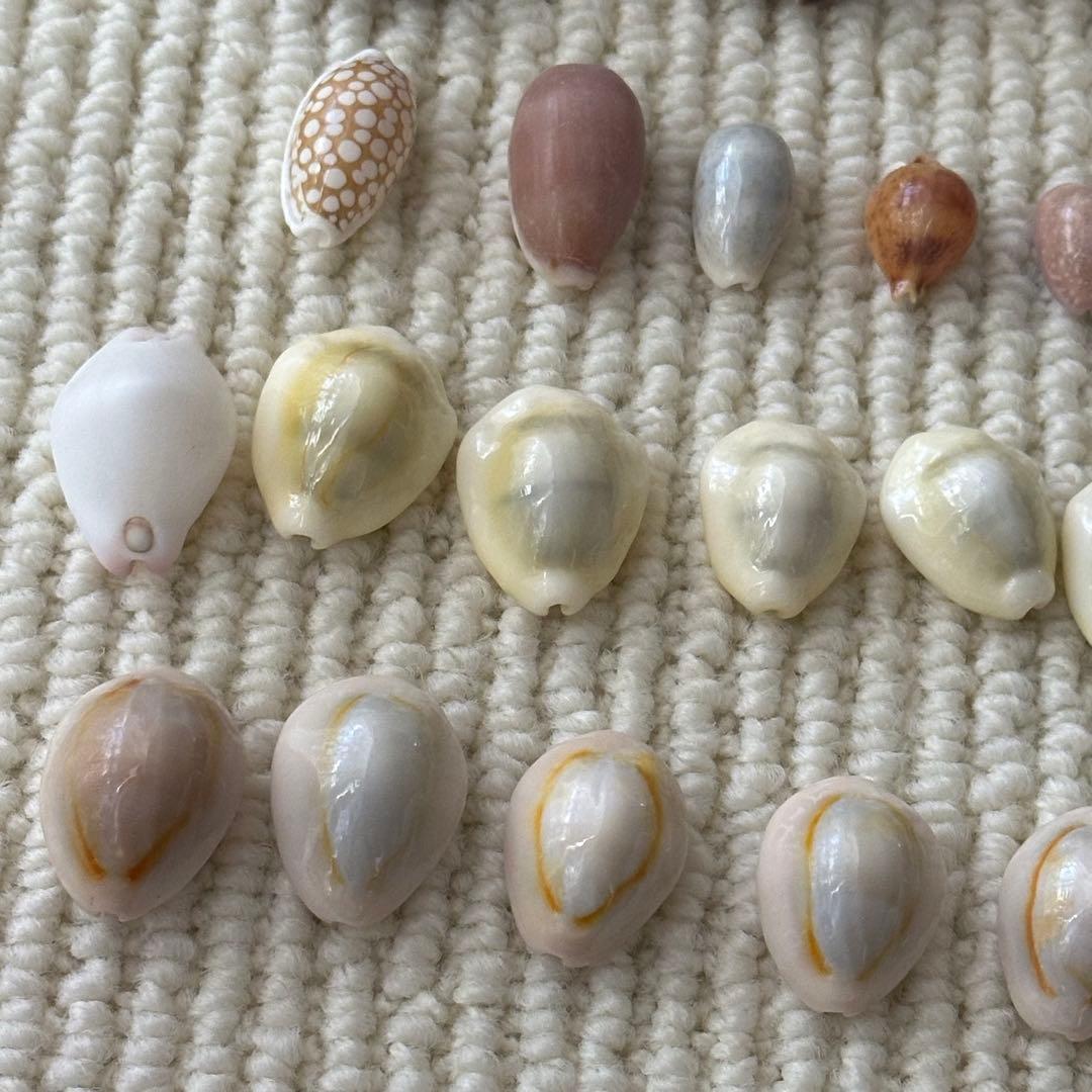 大幅値下❗️貝殻　希少　標本　収集　タカラガイ各種　野外　海辺　自由研究