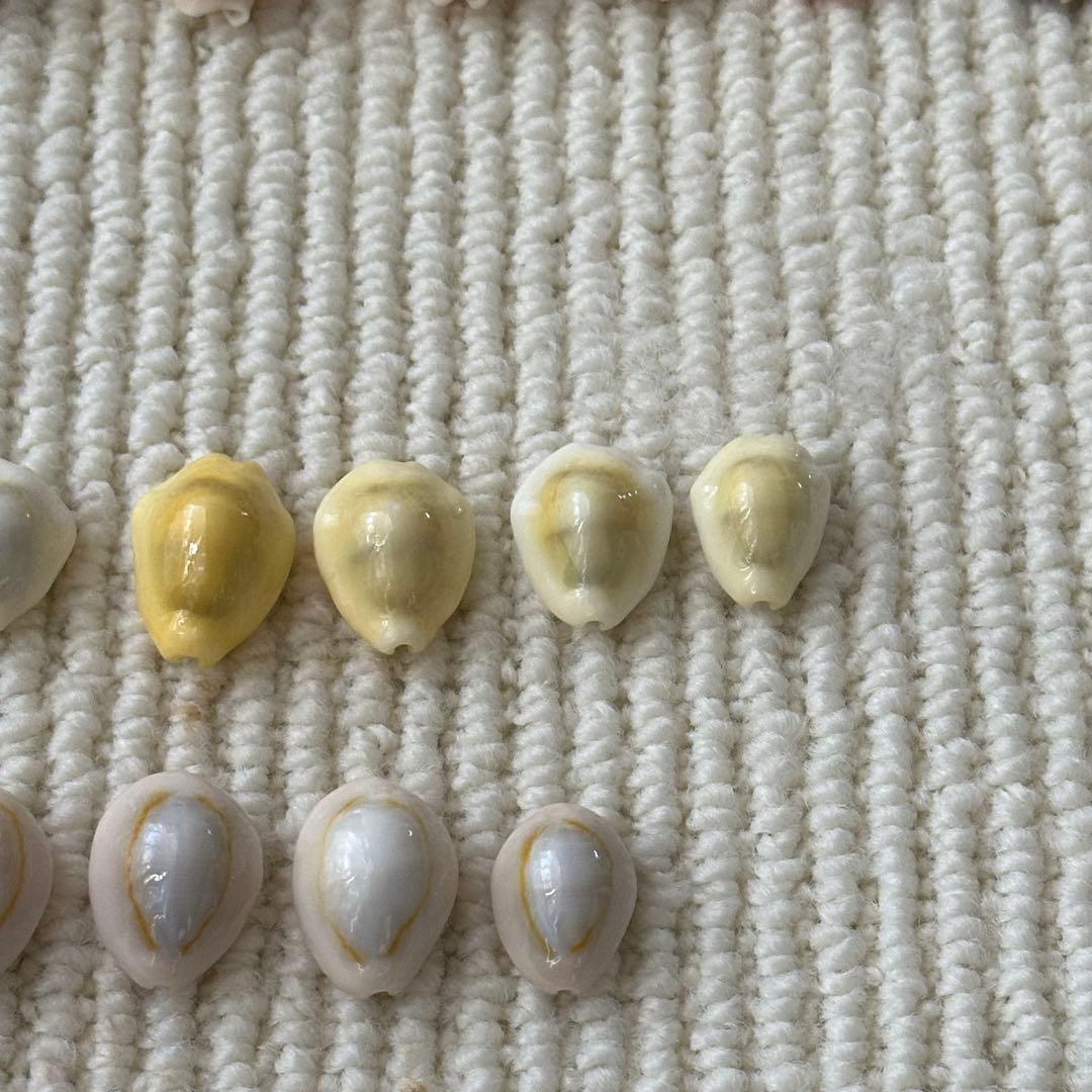 大幅値下❗️貝殻　希少　標本　収集　タカラガイ各種　野外　海辺　自由研究