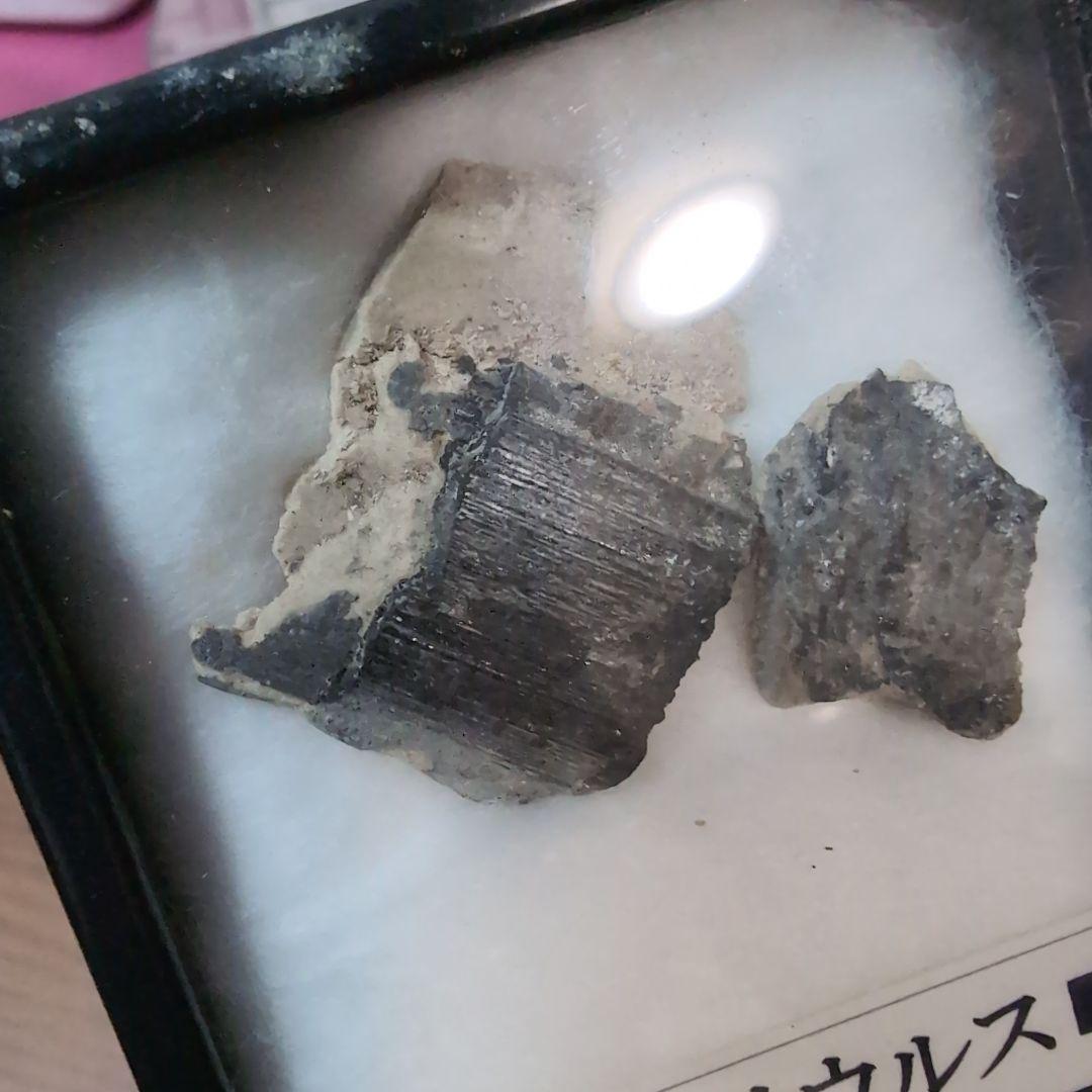 本物　海生爬虫類　イクチオサウルスの頭骨片化石　イギリス　ラベルケース付き