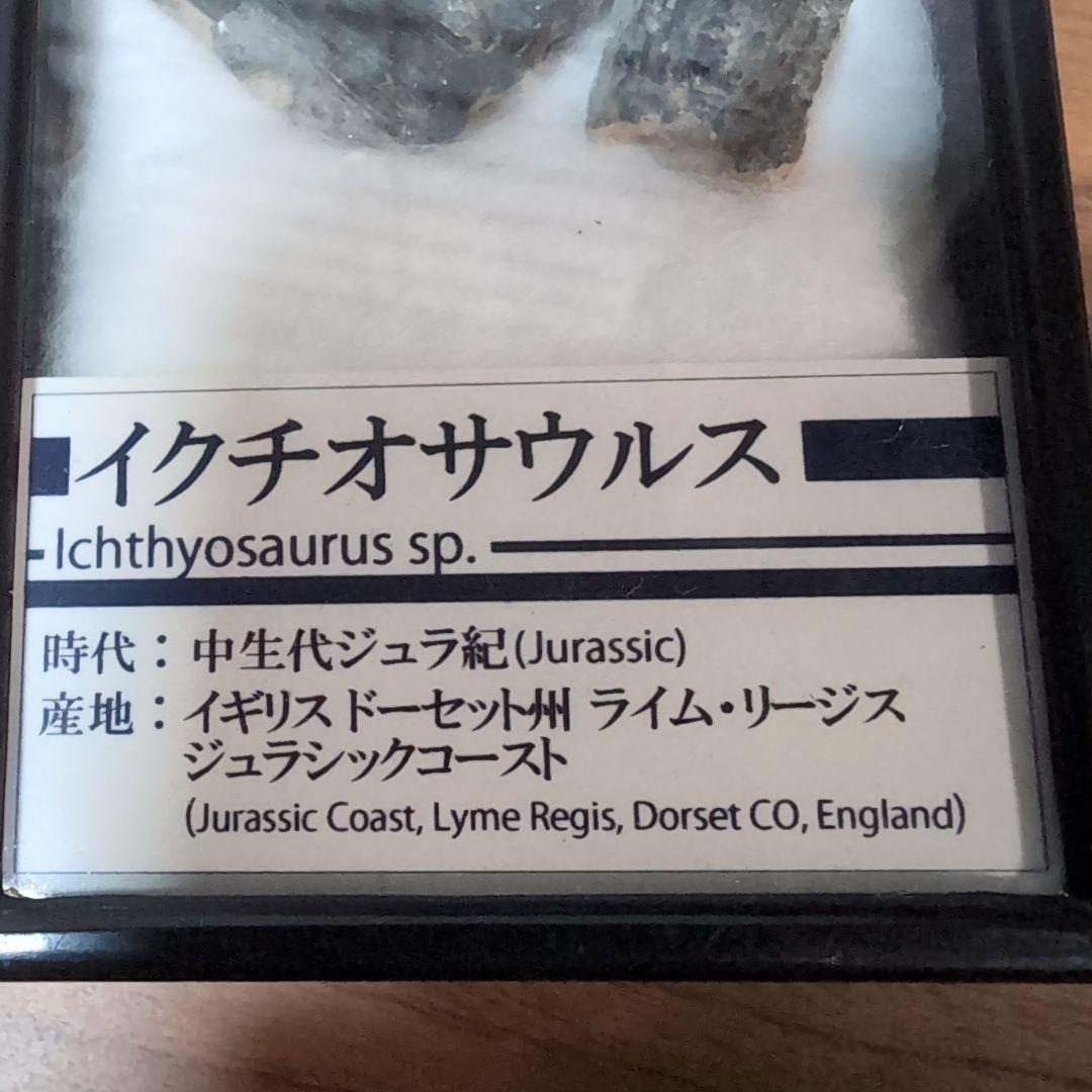 本物　海生爬虫類　イクチオサウルスの頭骨片化石　イギリス　ラベルケース付き