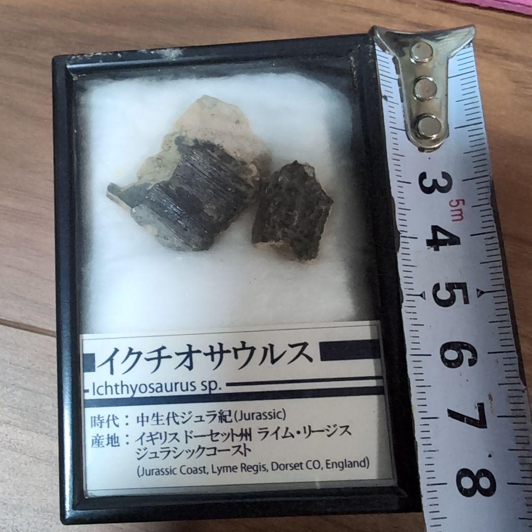 本物　海生爬虫類　イクチオサウルスの頭骨片化石　イギリス　ラベルケース付き