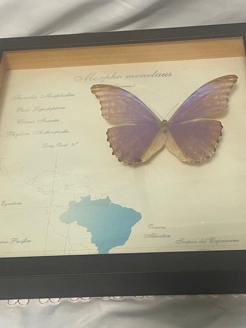 モルフォ蝶　標本　ブラジル　木製ケース入り　壁掛け