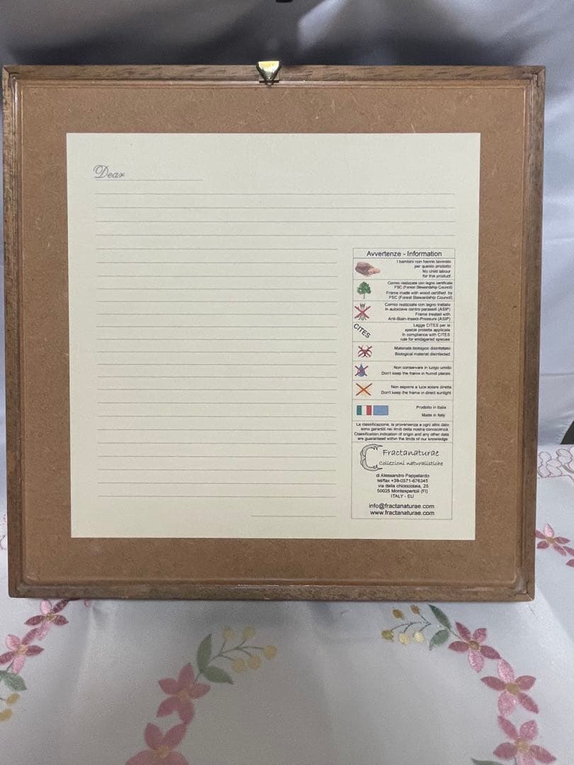 モルフォ蝶　標本　ブラジル　木製ケース入り　壁掛け