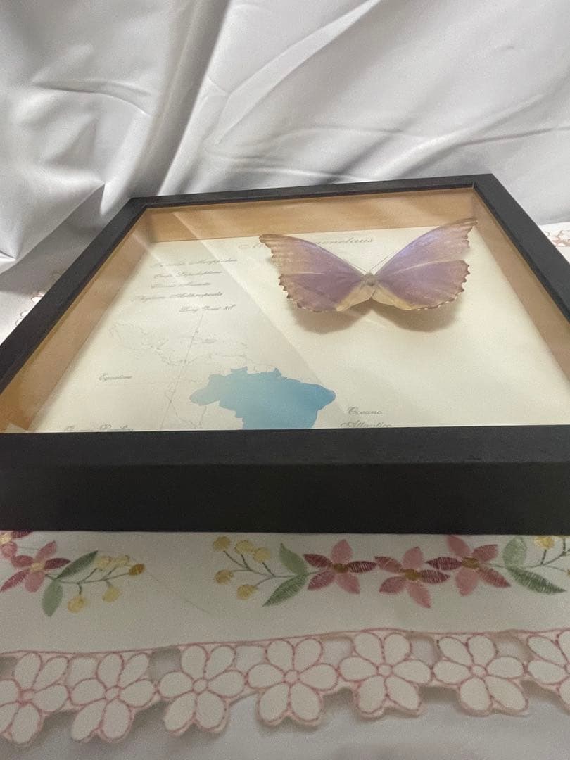 モルフォ蝶　標本　ブラジル　木製ケース入り　壁掛け