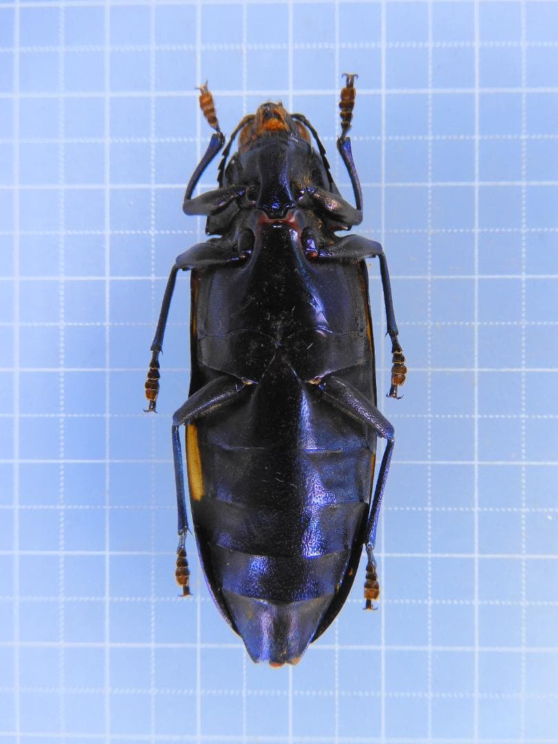 特大!! ベトナム産　美麗タマムシ　51mm