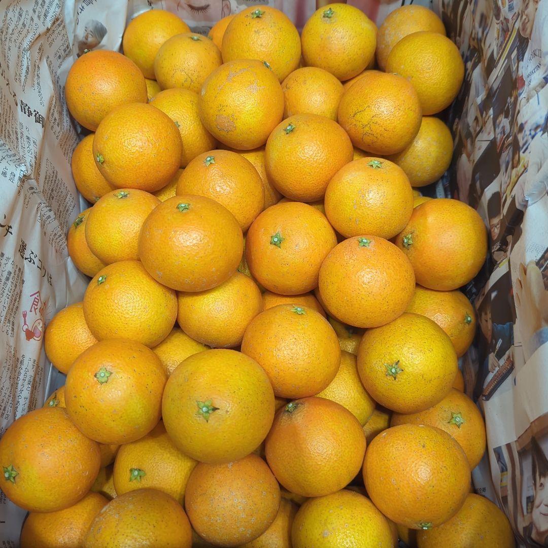 351愛果 まどんな 家庭用小玉 10kg