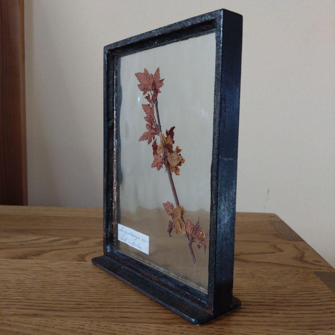 モリソン小林　押し花