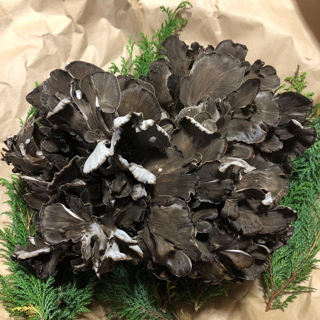 天然舞茸　1.5キロ