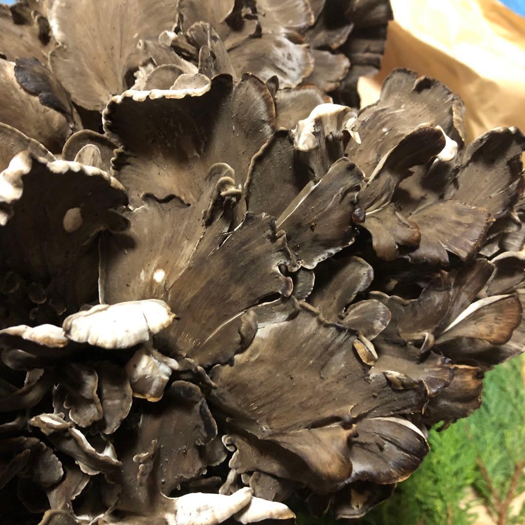 天然舞茸　1.5キロ