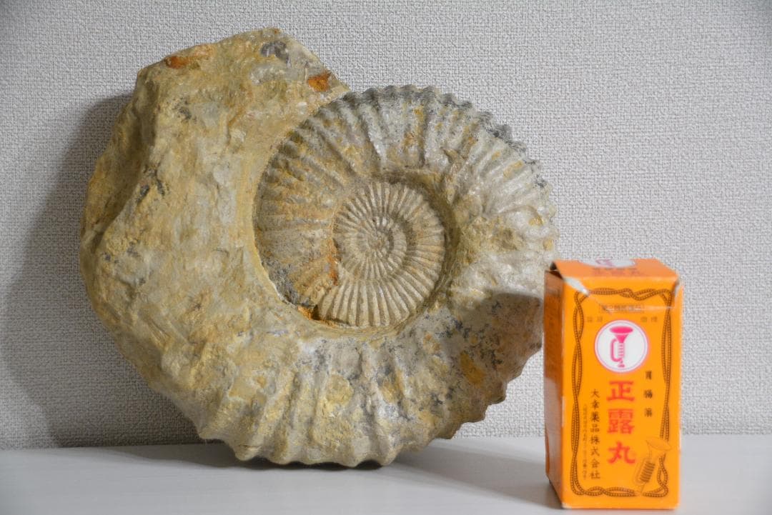 ★本物●学術用●巨大　北海道産 アンモナイト 化石 標本 鑑賞石