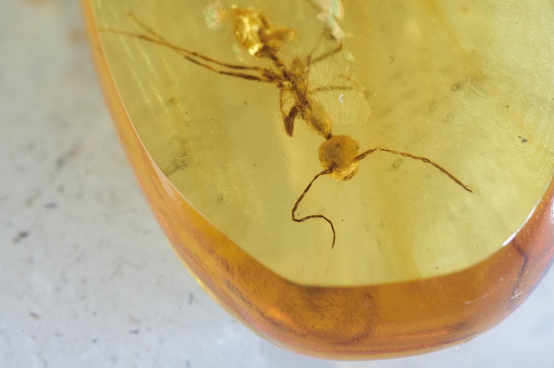 レア極上品 PA0007虫入り琥珀化石　ミャンマーカムティかタナイ9900万年前