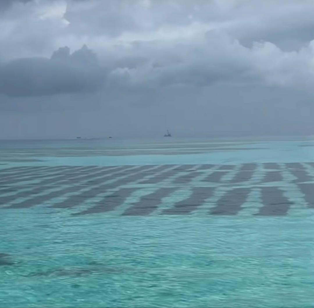 石垣島産塩漬けもずく　18kg 一斗缶